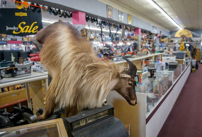 One of the more unusual items at A-Z Jewelry & Swap Shop is this taxidermied ram complete with horns and long hairy coat.