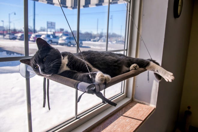 A cat lounges on a hanging shelf in a window at River Kitty Café on University Street in Peoria.