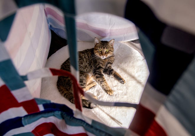 A cat sits on a pillow in a tent at the River Kitty Café, 3226 N. University Street in Peoria.
