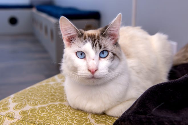 A cat stares with piercing blue eyes at the new River Kitty Café on University Street in Peoria.