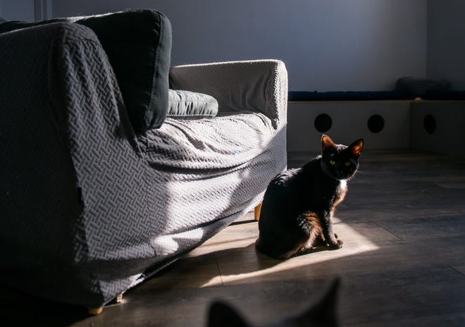 A cat sits in a shaft of sunlight hitting a chair at the new River Kitty Café on University Street in Peoria.