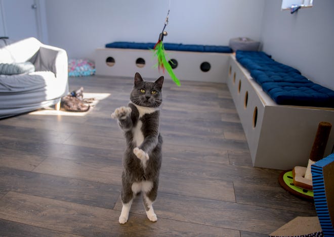 A cat plays with some feathers on a string at River Kitty Café on University Street in Peoria.