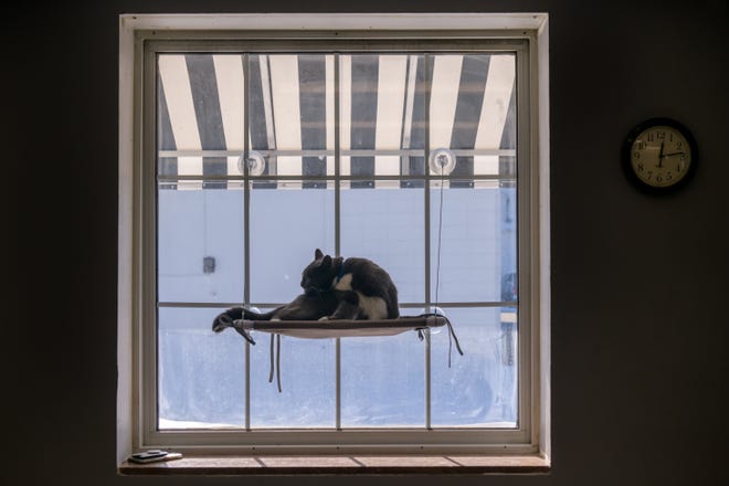 A cat cleans himself in a window seat at the River Kitty Café on University Street in Peoria.